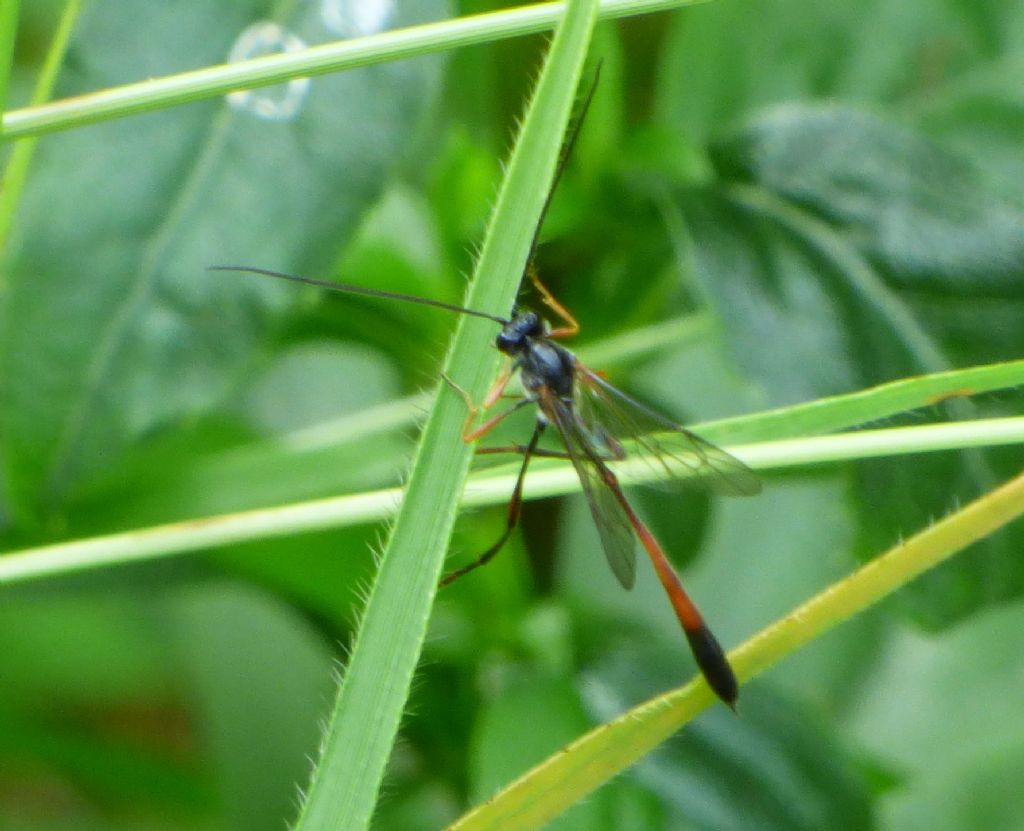 Ichneumonidae? S, Ichneumonidae Anomaloninae (genere non det.)